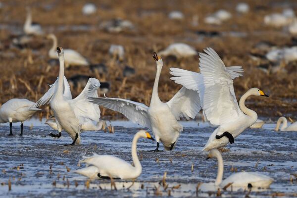 黄河湿地迎候鸟图片