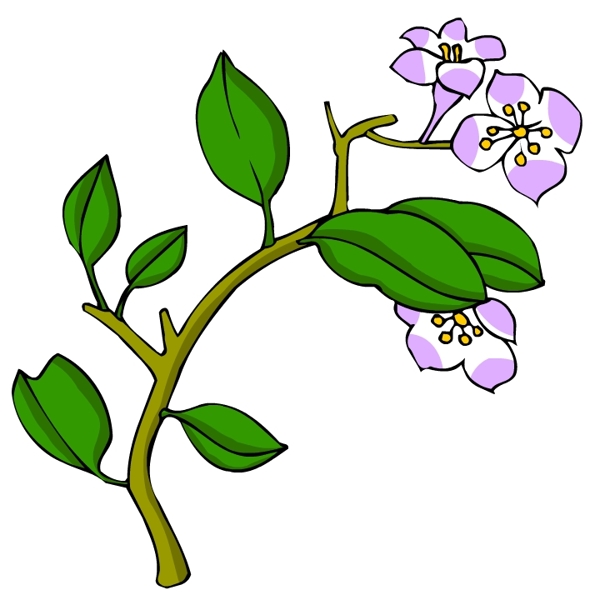 花卉古典插畫