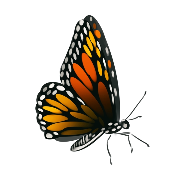 美丽蝴蝶动物插画