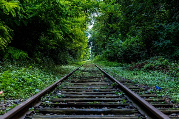 一條樹林里的鐵路圖片
