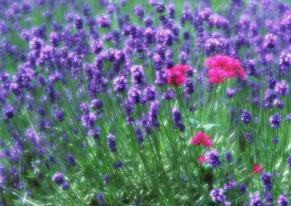 梦幻的紫色花朵图片