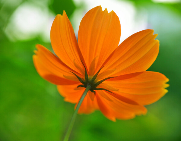 位圖植物圖案寫實(shí)花卉花朵位圖免費(fèi)素材