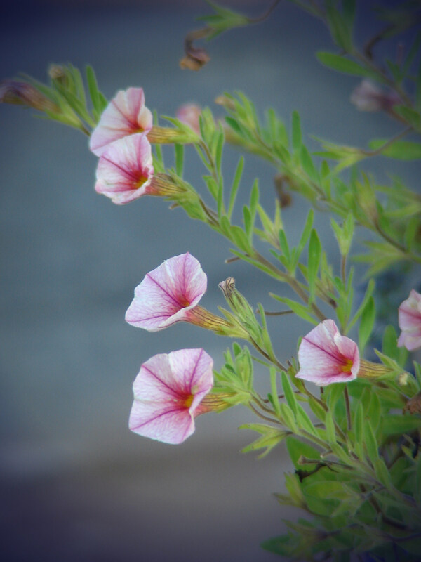 位圖植物攝影寫實(shí)花卉花朵數(shù)碼照片免費(fèi)素材