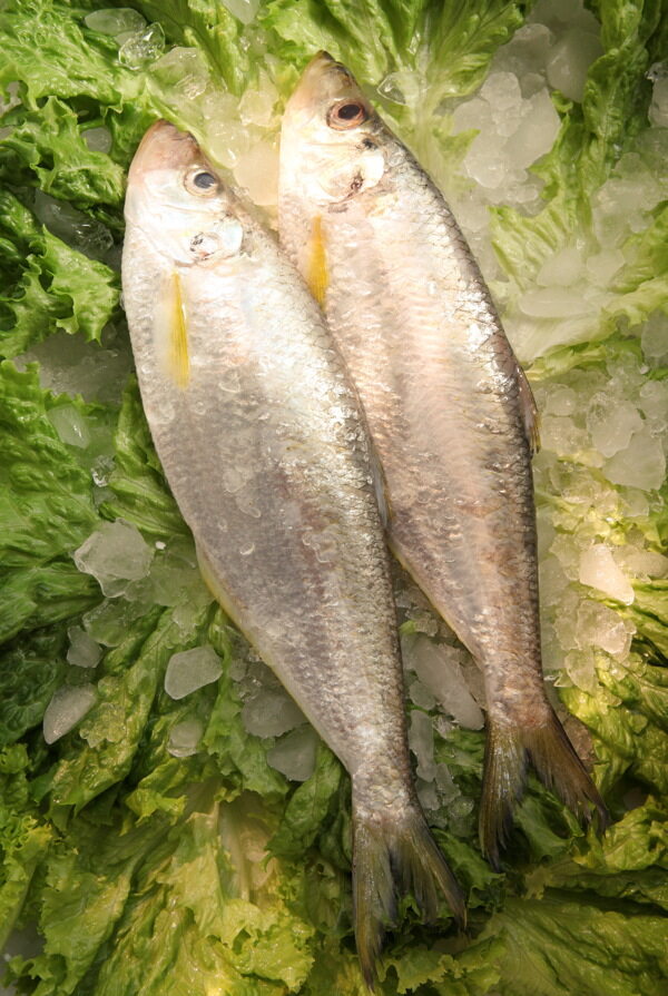 大黃魚圖片