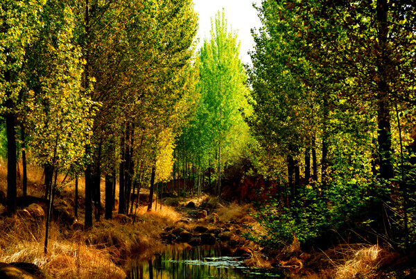 河边杨树林图片