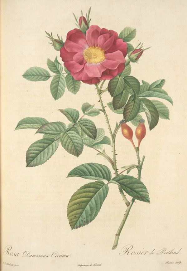 玫瑰花大全
