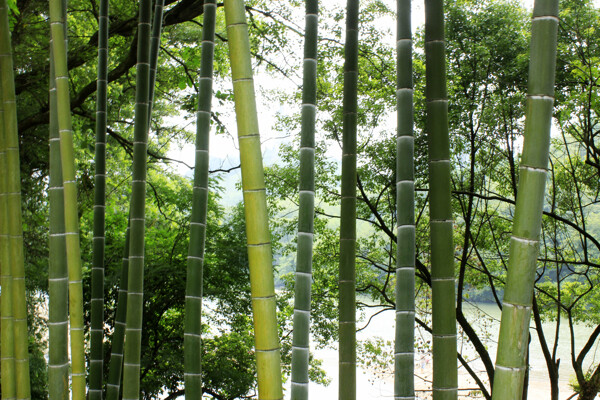 竹林景观图片