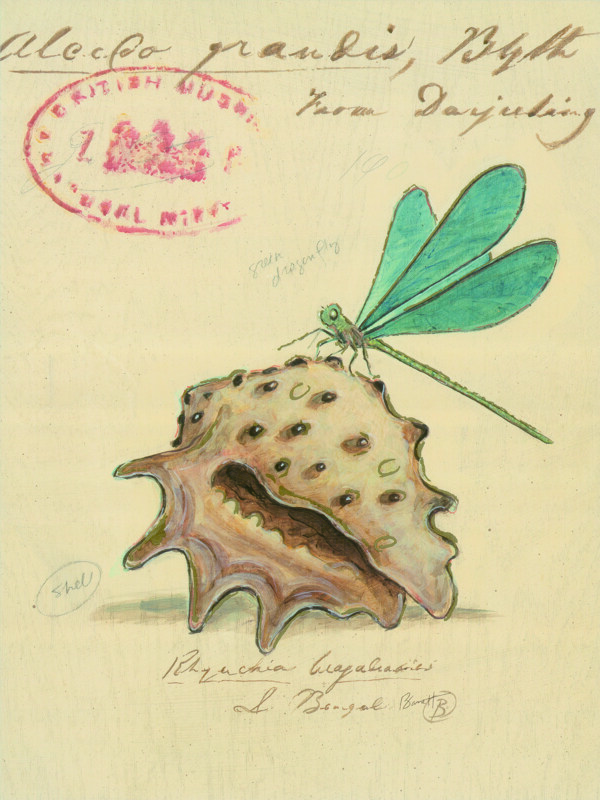 海螺蜻蜓圖片