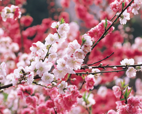 粉红桃花桃花海洋春色