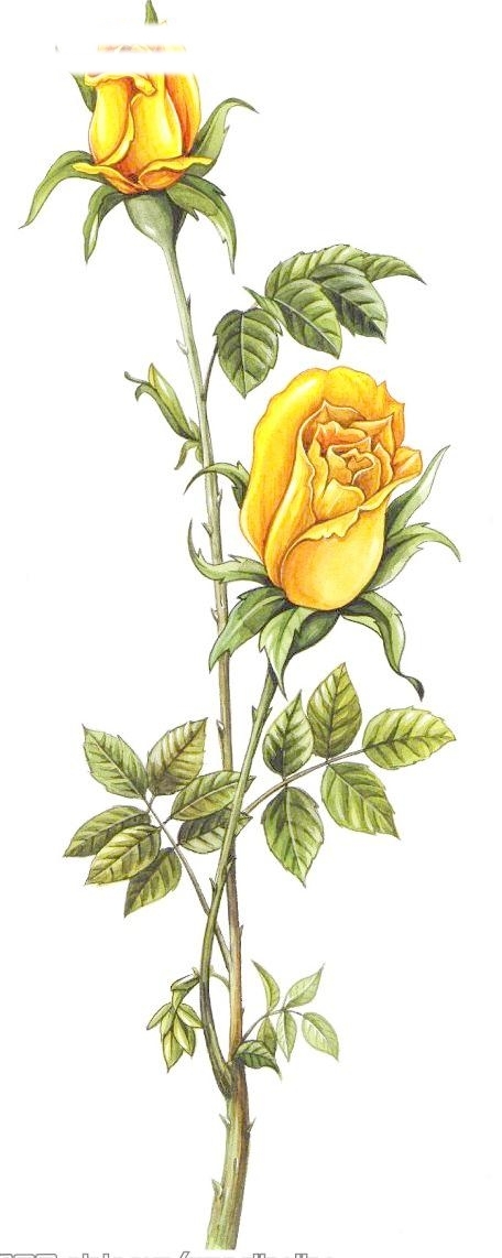 玫瑰花彩画图片