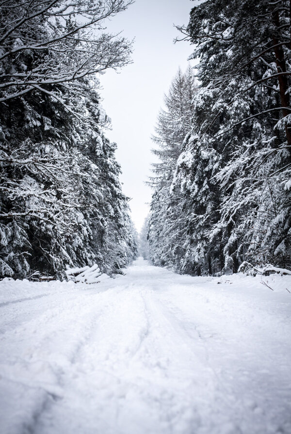 树林与小路冬天雪景图片