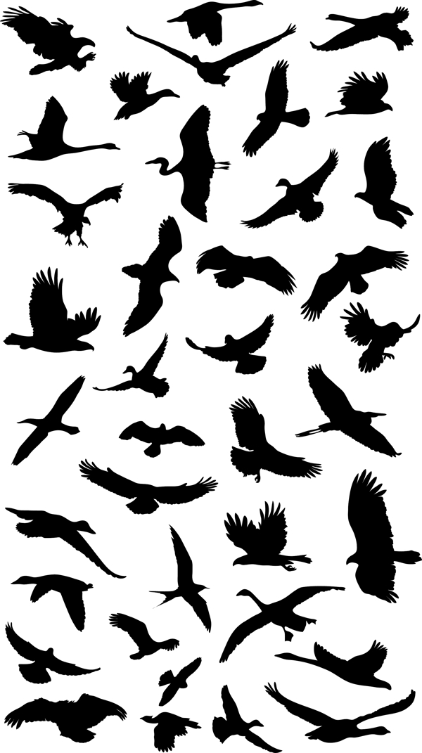 41飞行的鸟类剪影矢量图形