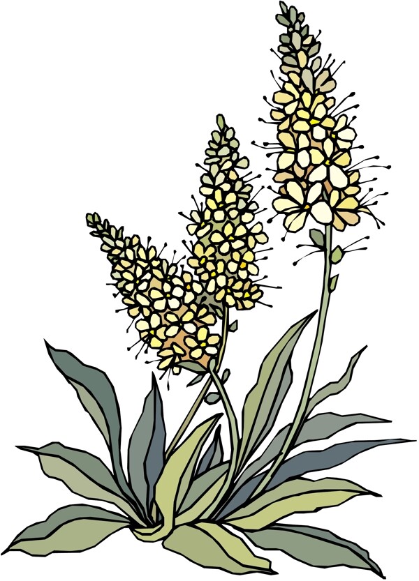 花朵花草鮮花矢量EPS格式1406