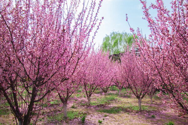 美丽海棠树林粉色世界图片