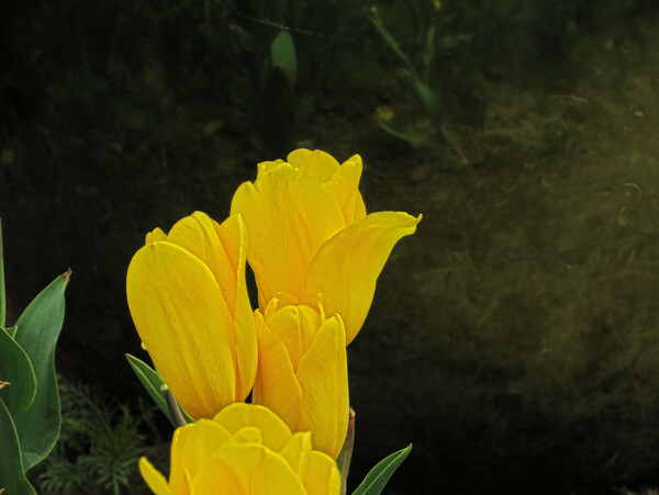 鲜艳黄色郁金香图片