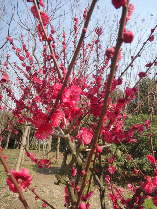 梅花圖片