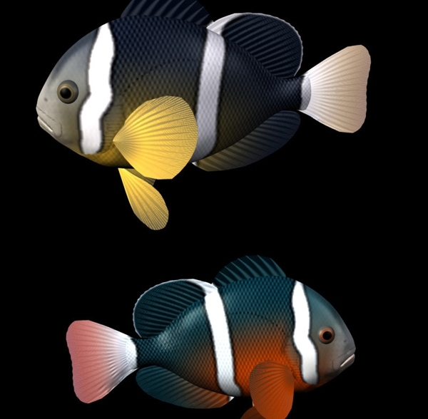 小丑鱼模型带动画图片