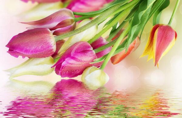 粉红色郁金香花卉图片