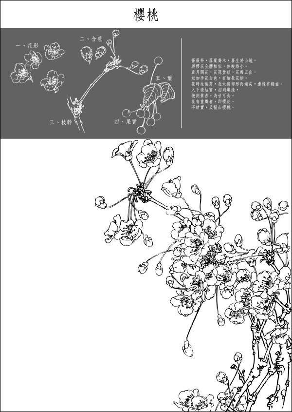 白描花櫻桃圖片