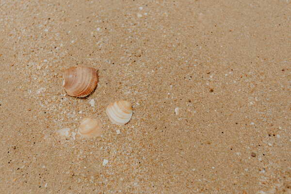 沙滩背景贝壳图片