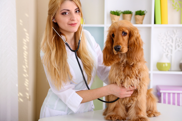 美女兽医与宠物狗图片