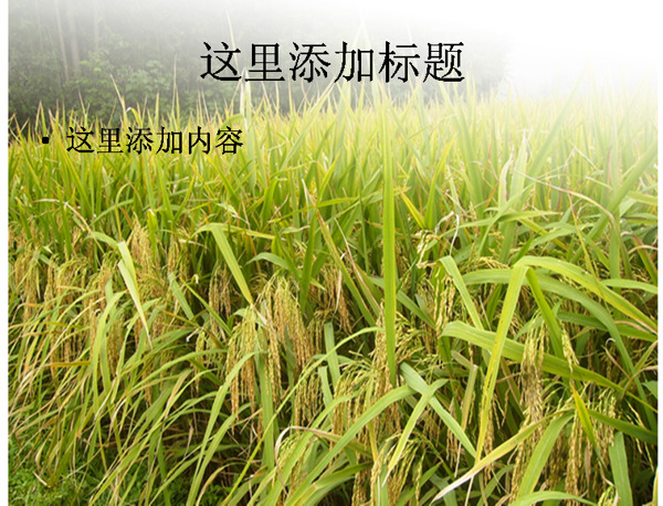 稻田素材