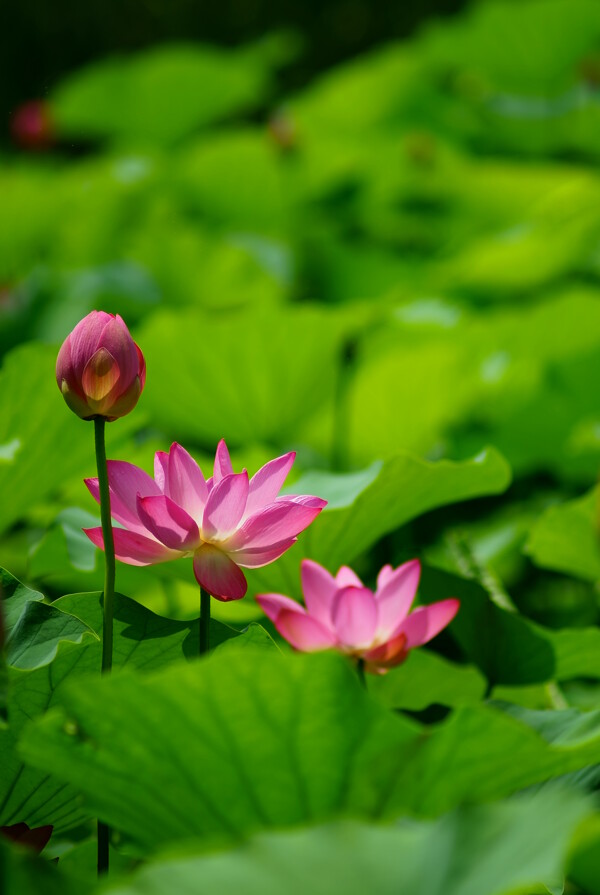 荷花圖片