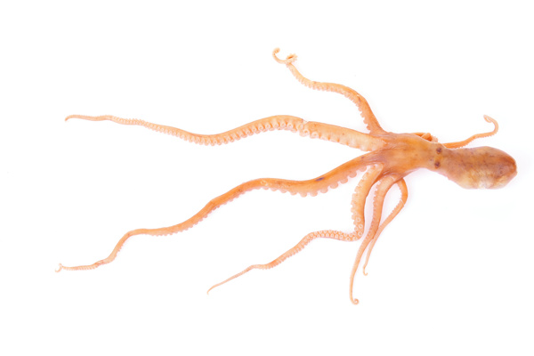 八爪魚