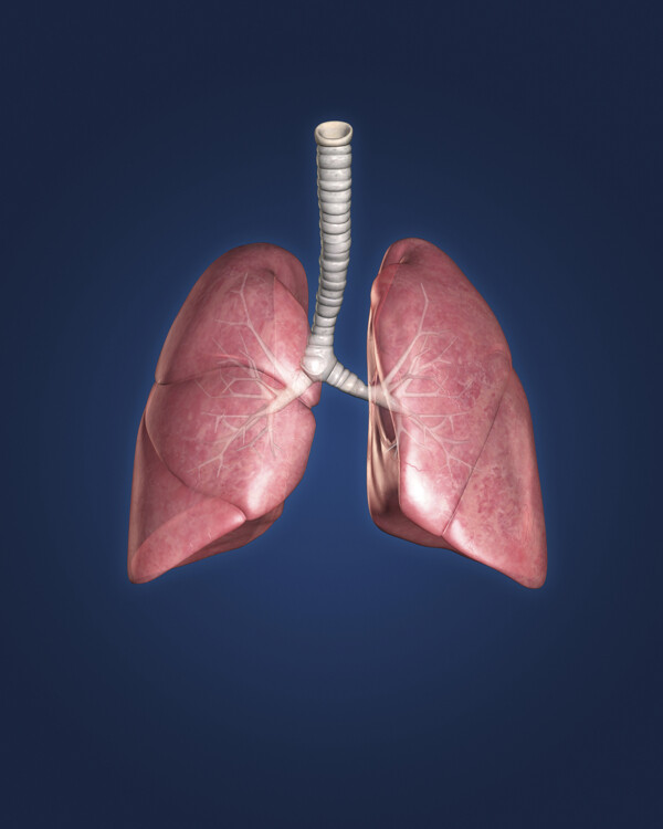 人体肺部器官图片
