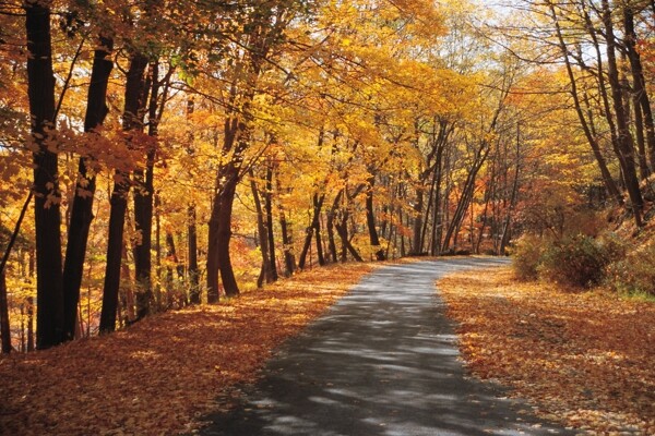 秋天的林间小路美景