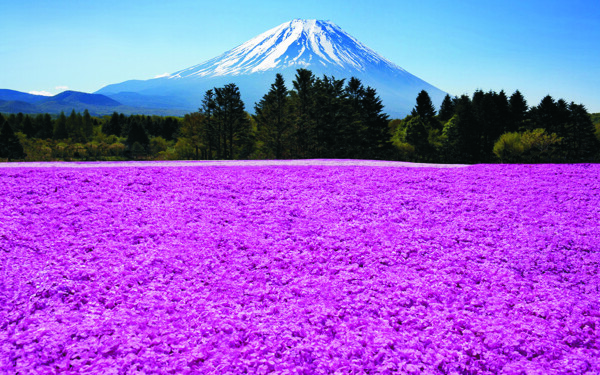 美麗的日本富士山圖片