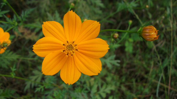 位圖寫實(shí)花卉植物花朵野花免費(fèi)素材