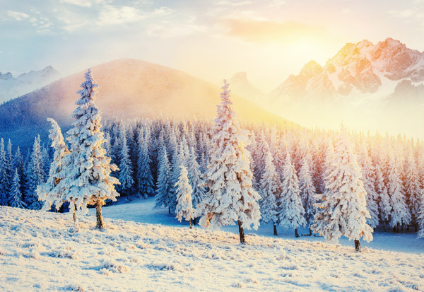 美丽树林雪地风景图片