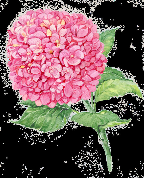 手绘水彩绣球花朵叶子小鸟PNG素材