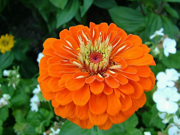 位圖植物圖案花朵寫實(shí)花卉野花免費(fèi)素材