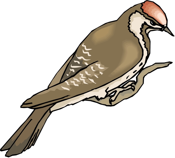 各種鳥類鳥動物矢量素材EPS格式1580