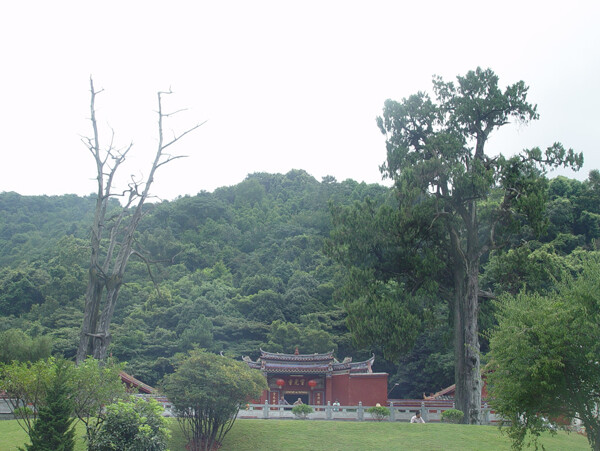 灵光寺前的生死树图片