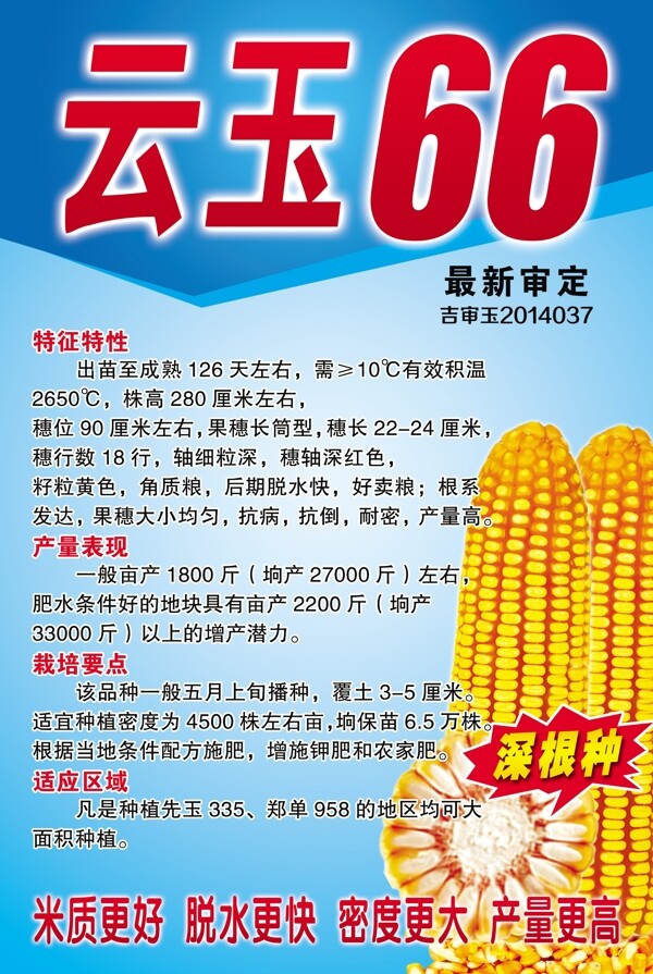 云玉66圖片