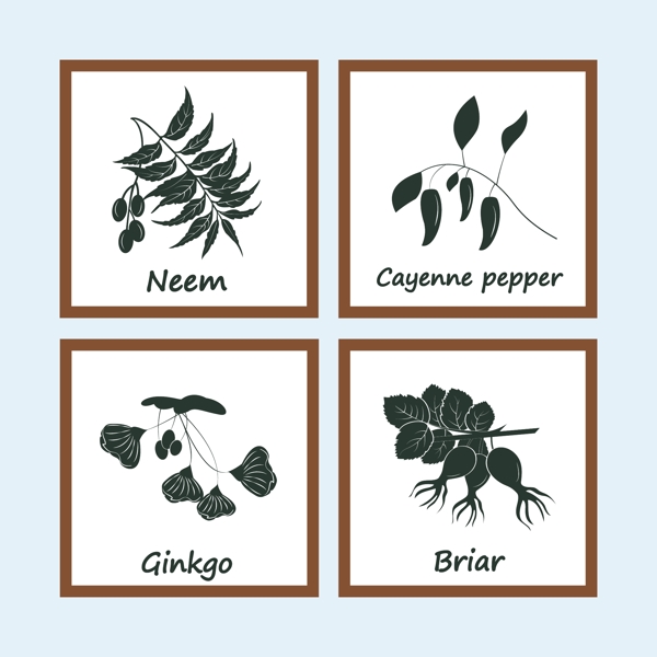 手繪植物插畫