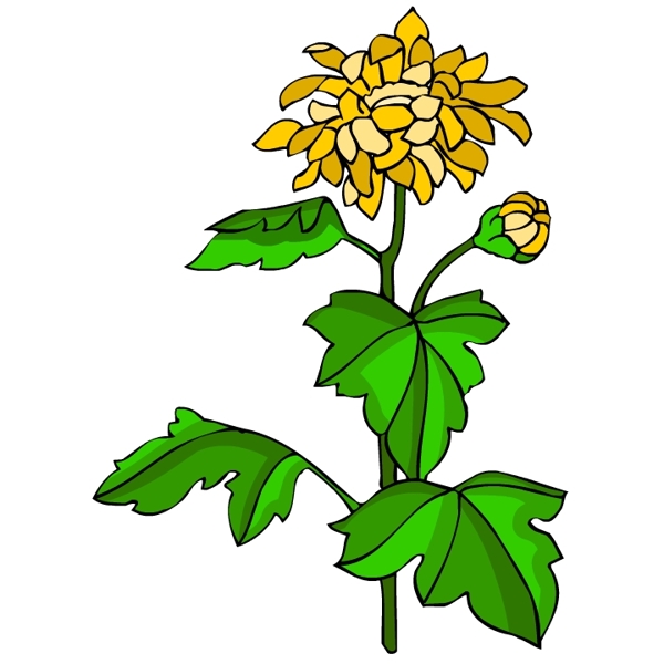 花卉古典插畫