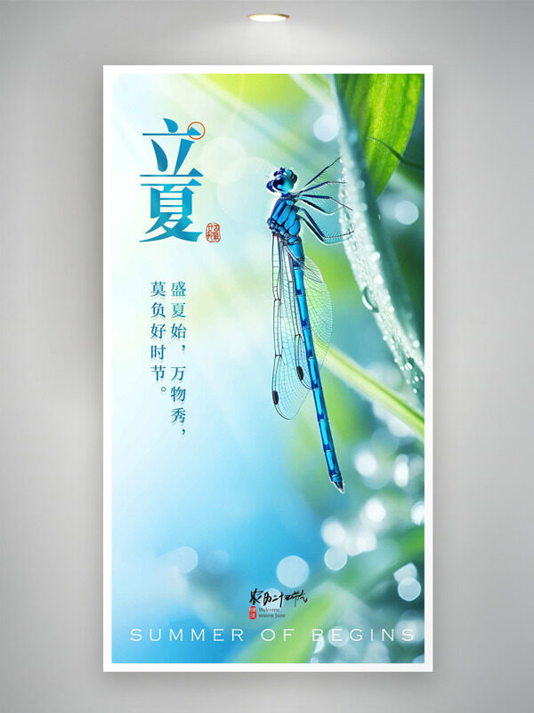掛滿露珠的葉子蜻蜓插畫立夏節(jié)氣海報