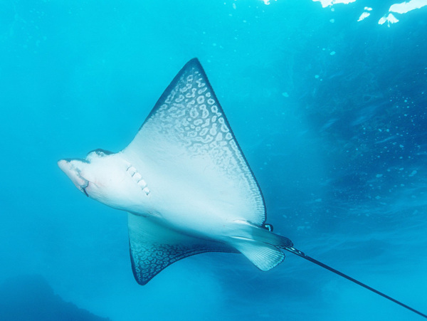 海洋生物