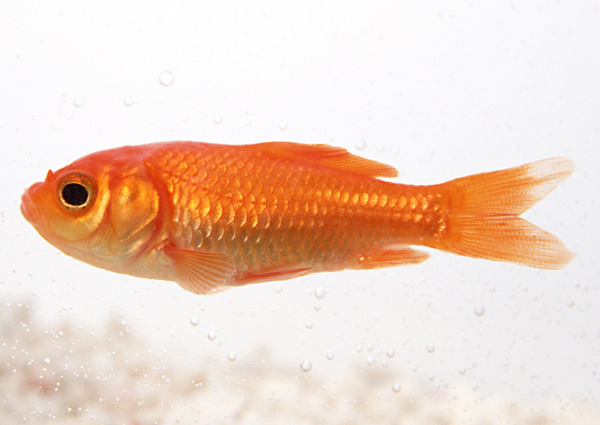 金魚圖片