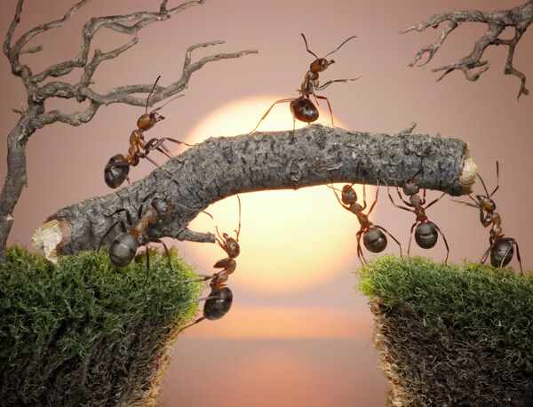 高清蚂蚁摄影素材图片