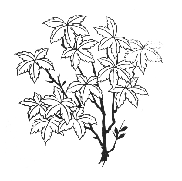楓葉吉祥圖案071