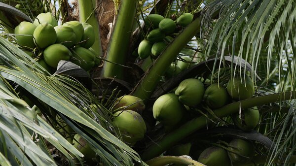 椰子树热带异国情调