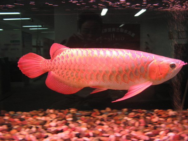 龍魚圖片