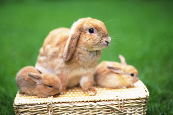 動物動物剪影動物圖片動物世界