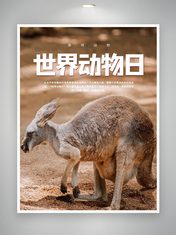 善待動(dòng)物袋鼠攝影背景世界動(dòng)物日海報(bào)