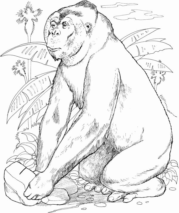 手繪動(dòng)物畫動(dòng)物素描